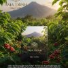 OLIVE COFFEE AMA TRINH - 200G